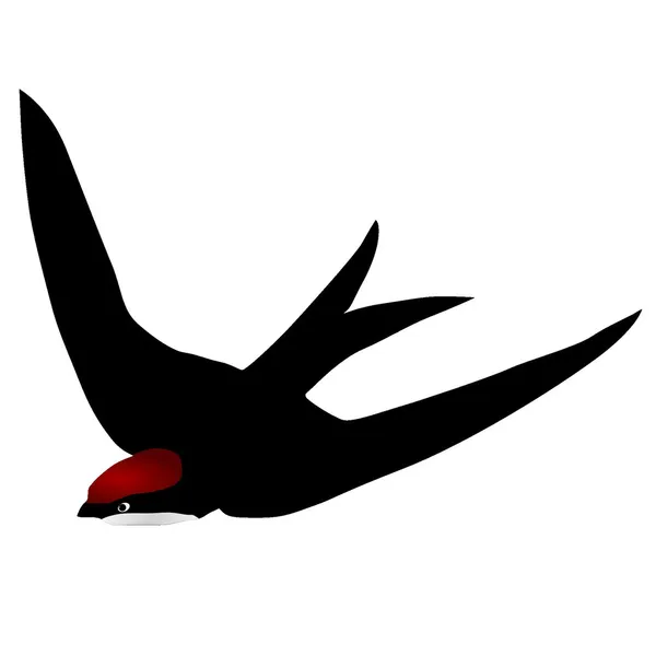 Black swift — Stock Vector
