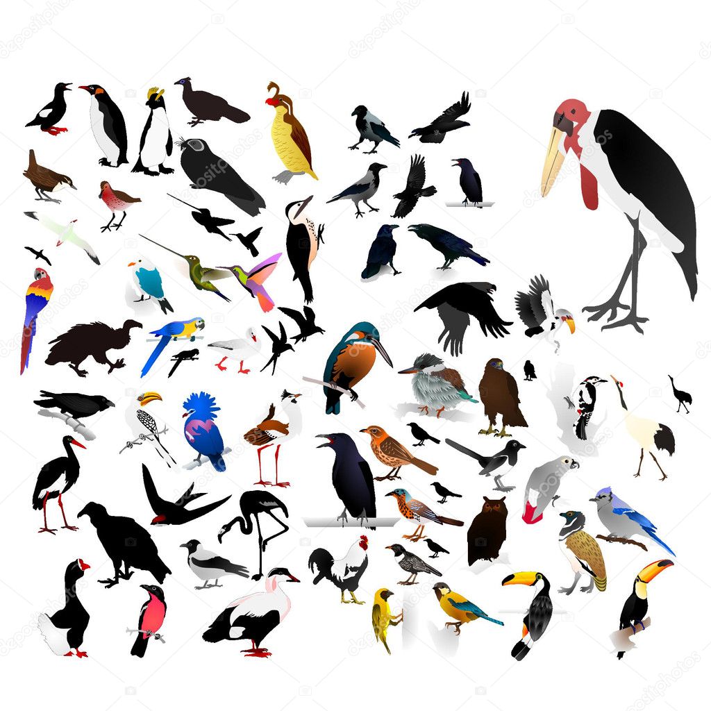 Collection of vector images of birds