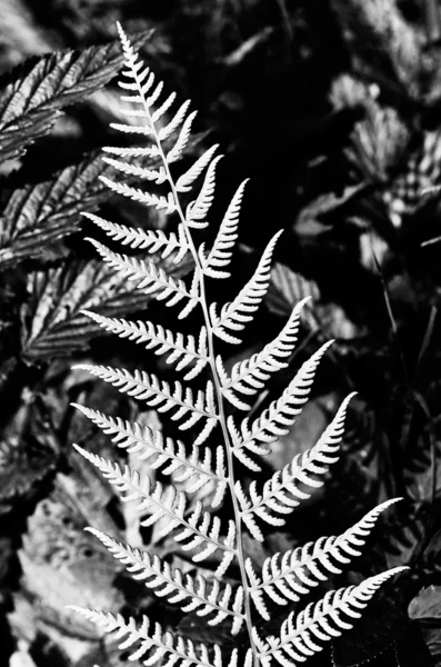 stock image Silver fern