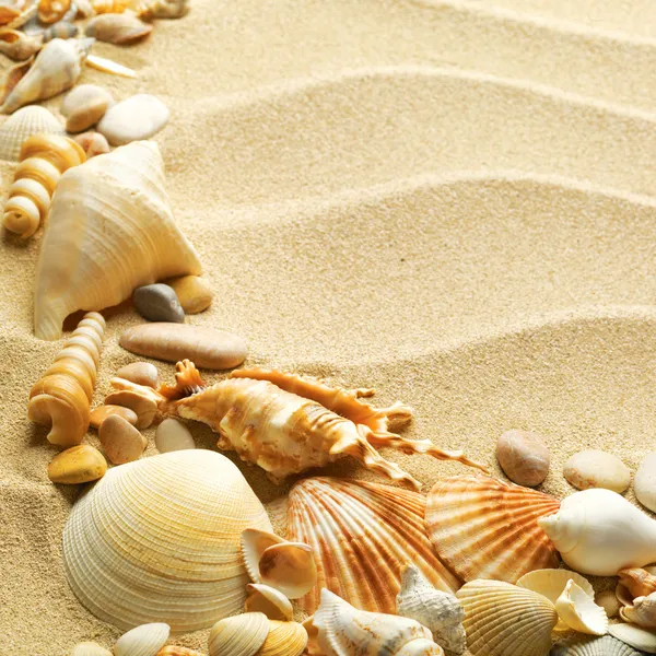 Muscheln mit Sand als Hintergrund Stockfoto