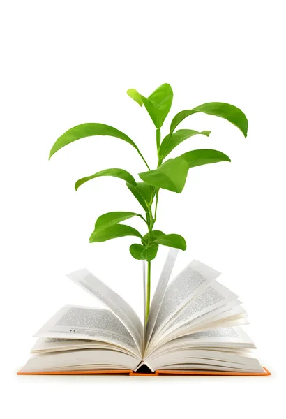 Livro e planta — Fotografia de Stock