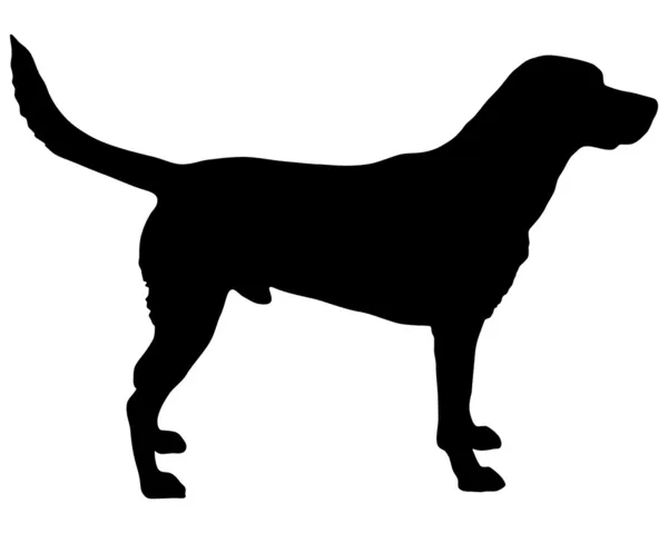 Sylwetka Labrador — Zdjęcie stockowe