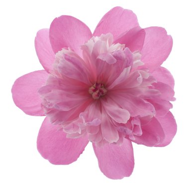 Peony flower clipart