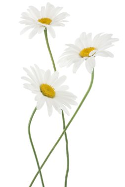 Daisy flowers clipart