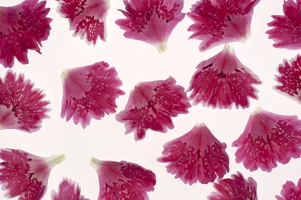 Carnation bloemblaadjes — Stockfoto