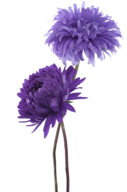 China aster clipart