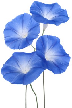 Morning glory clipart