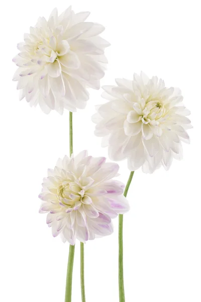 Flores de Dalia — Foto de Stock