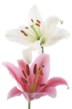 Lily flowers clipart