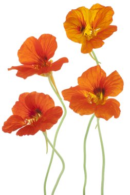 Nasturtium