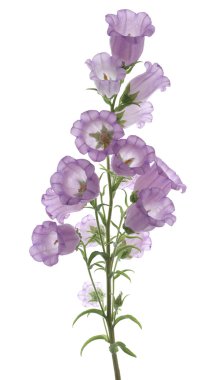 Bellflower clipart