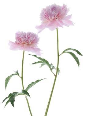 Peony flowers clipart