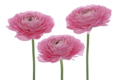 Persian buttercup clipart