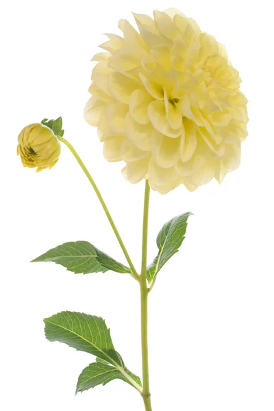 stock image Dahlia