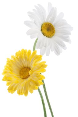 Daisy flowers clipart