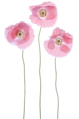 Poppy flowers clipart