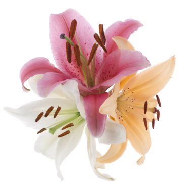 Lily flowers clipart