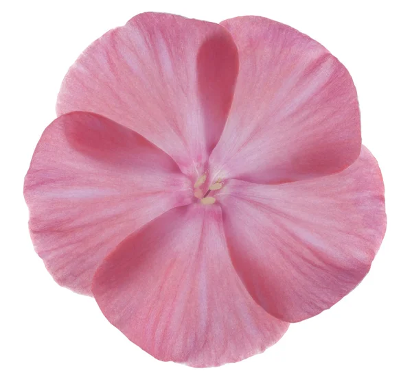 Phlox květ — Stock fotografie