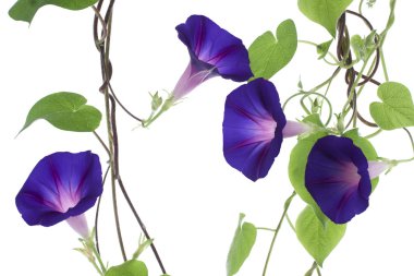 Morning glory clipart