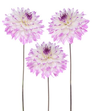 Dahlia flowers clipart