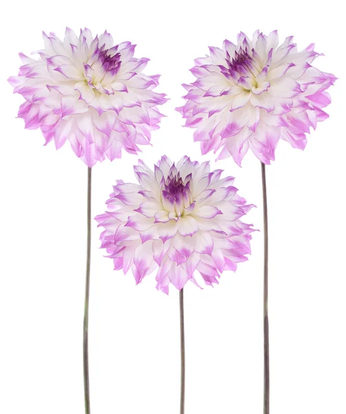 Stock image Dahlia flowers