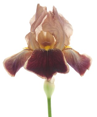 Iris flower clipart