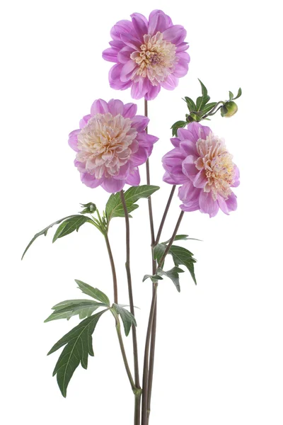 Dahlia — Stockfoto