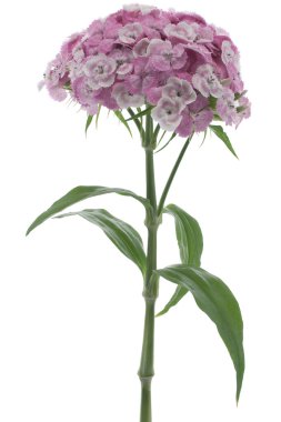 Carnation clipart