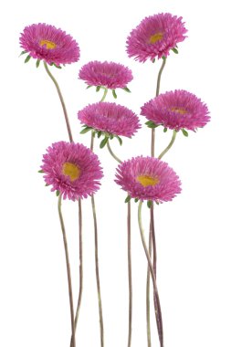 Çin aster