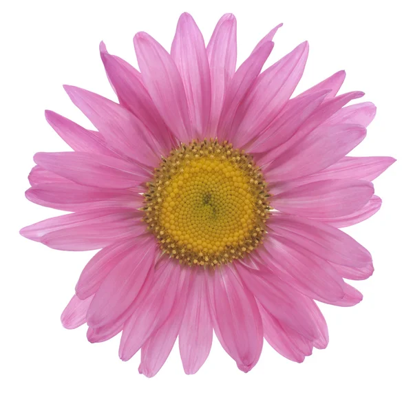 stock image China aster