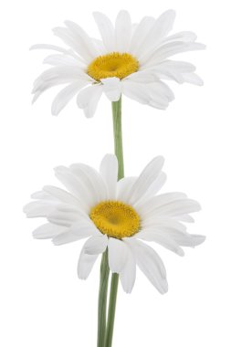 Daisy flowers clipart