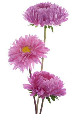 Çin aster