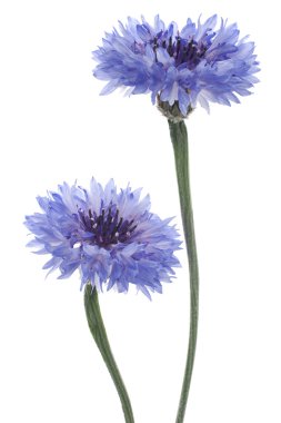 Cornflower clipart