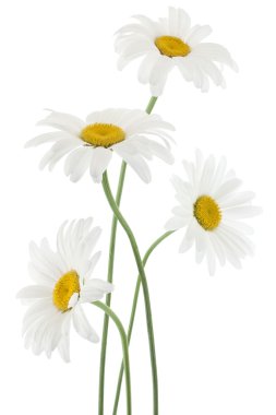 Daisy flowers clipart