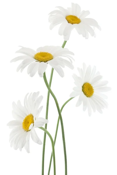 Kwiaty daisy — Zdjęcie stockowe