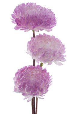 China aster clipart