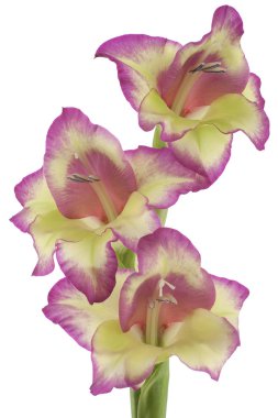 Gladiolus clipart