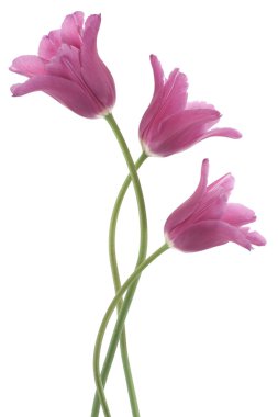 Tulip flowers clipart