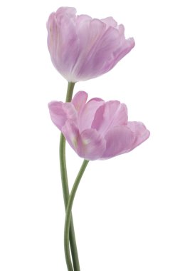 Tulip flowers clipart