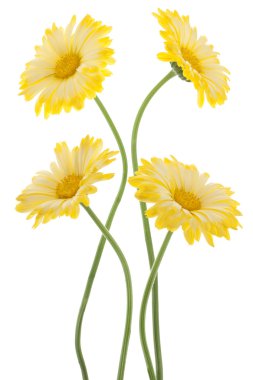 Calendula clipart