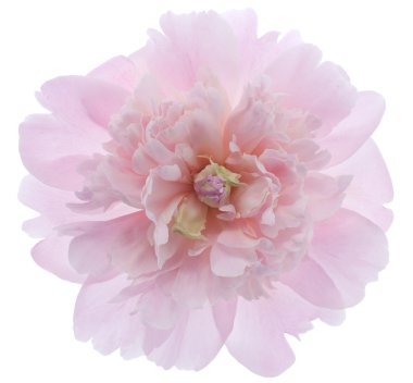 Peony flower clipart