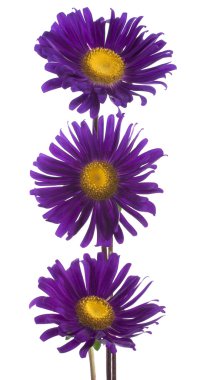 China aster clipart