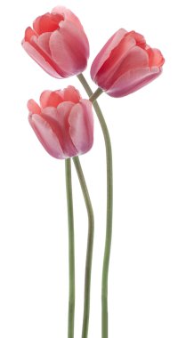 Tulip flowers clipart