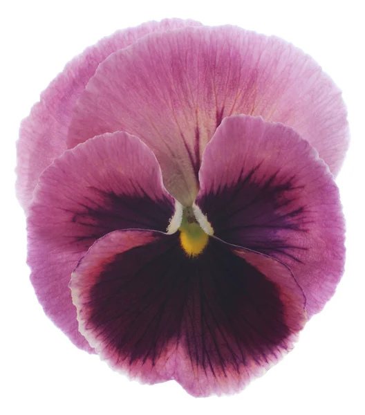 Pansy flower — Stock Photo, Image