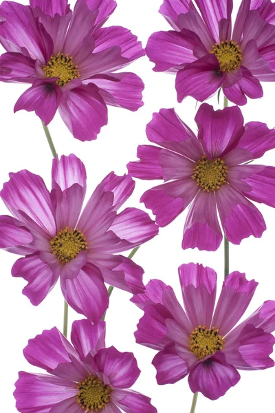 コスモスの花 — ストック写真