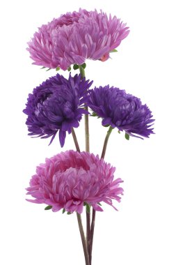 China aster clipart