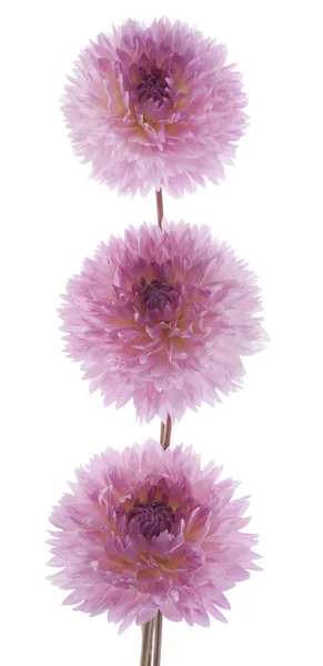 Stock image Dahlia