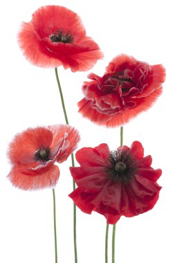 Poppy flowers clipart