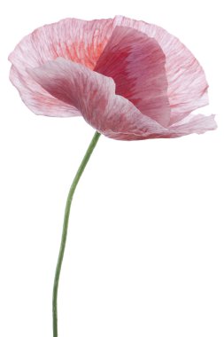 Poppy flower clipart