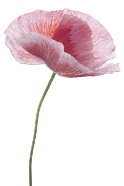 Poppy flower — Stock Photo, Image
